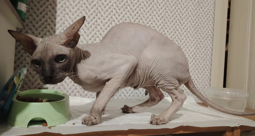 Почему кошки спят с человеком: 3 основные причины и важные моменты, о которых следует знать