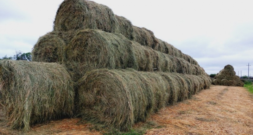 Фермеры в Коми обеспечили запас кормов благодаря господдержке и соблюдению технологии