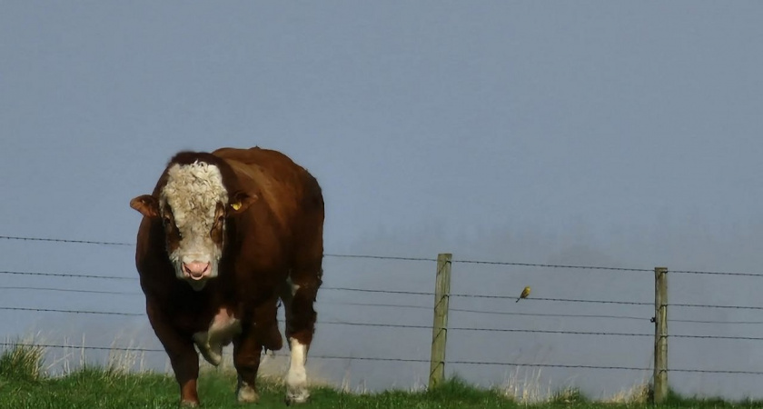 Куда делось молоко в треугольниках из СССР - неудобно, дорого или нелепо