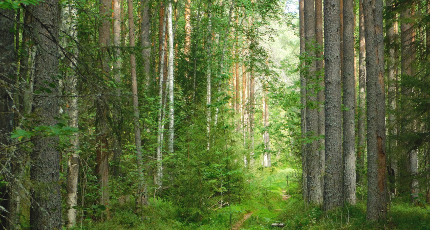 Предприниматель в Коми избежал уголовного дела, оплатив штраф за незаконную вырубку леса