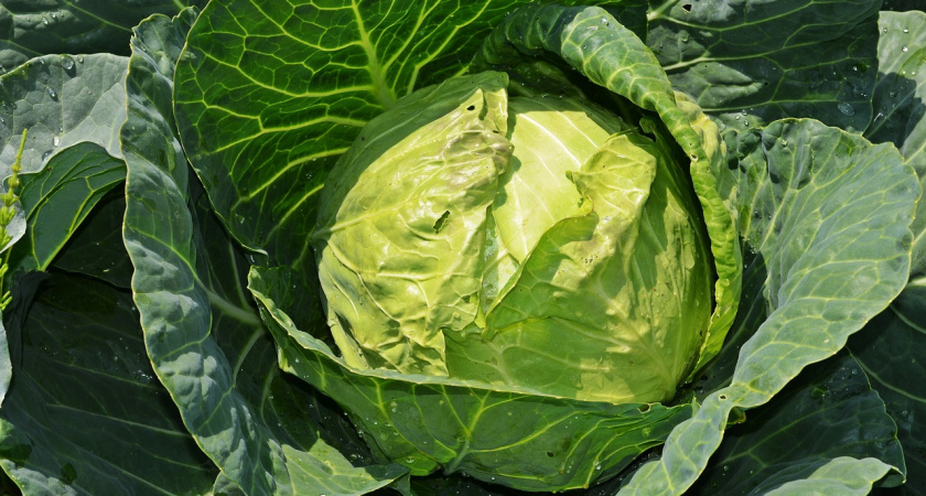 Когда убирать урожай капусты и где ее хранить: советы опытного садовода