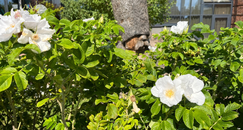 В Коми высадят более сотни деревьев в рамках осеннего озеленения