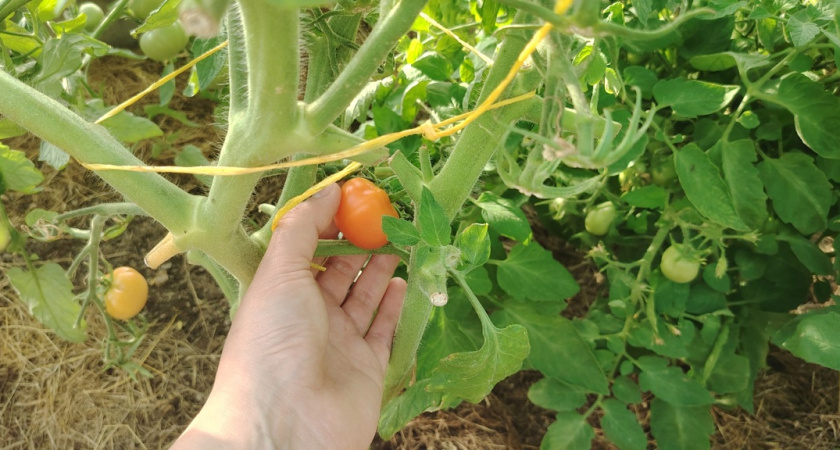 Помидоры в трещинах: в чем причина проблемы и как ее решить