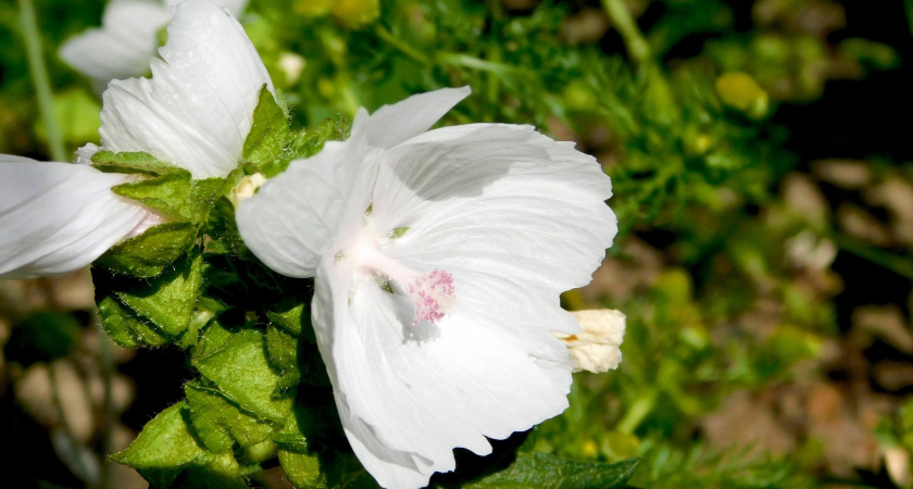 В Коми установилась аномально теплая погода для начала сентября