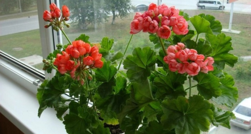 Крошку в горшок — и герань как подменили: листва не желтеет, а бутоны прут даже на молодых черенках