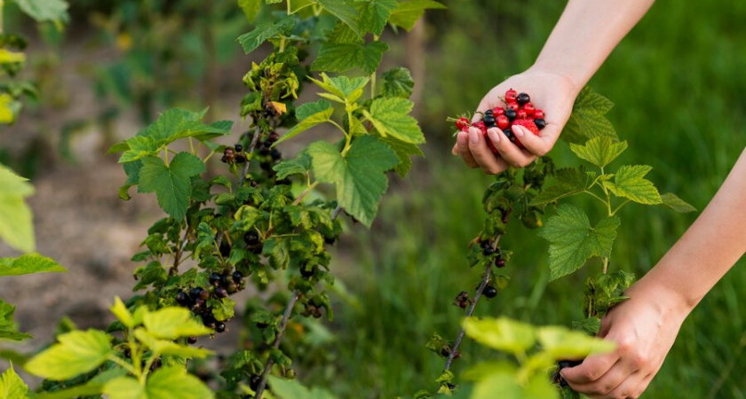 Как наши бабушки смородину к зиме готовили: пара действий — и летом кусты завалит ягодами
