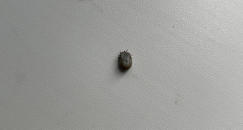 В Коми резко пошла на спад активность клещей