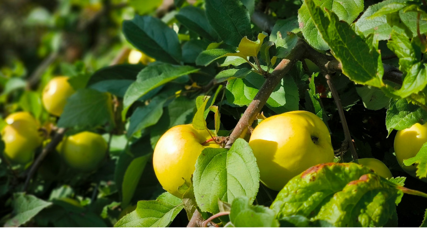 Осенью плодовые не смогут "уйти на отдых" : без этой подкормки весной плоды будут мелкие или вовсе исчезнут