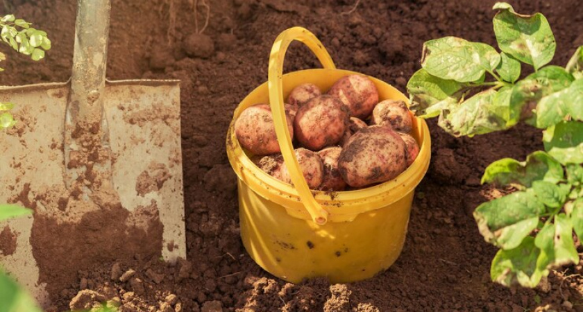Картошка не гниет и не прорастает: между клубнями кладем 1 вещь — хранится в 3 раза дольше