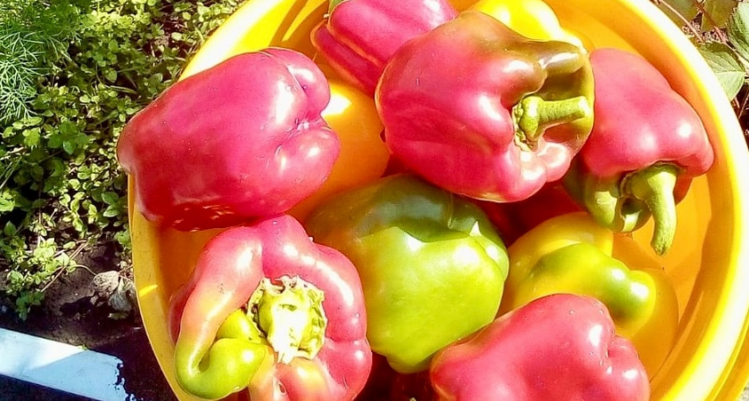 Соседи гадали, зачем старушка сыплет странный порошок в лунки с перцем. А потом увидели её урожай — побежали делать так же