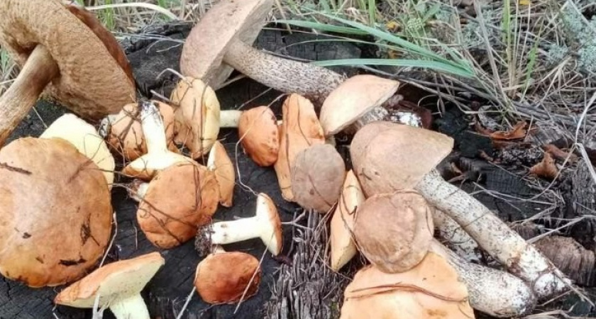 Я всегда проходил мимо этих грибов, пока не попробовал у друга. Теперь они — мои главные трофеи в лесу