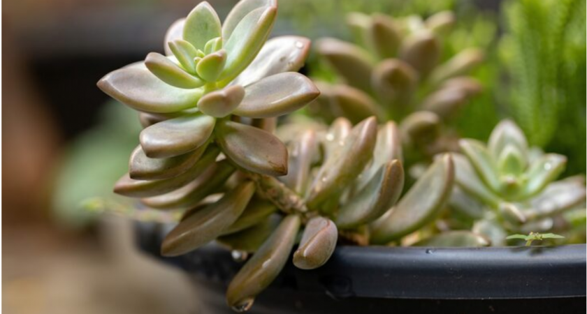 "Яичная болтушка" для толстянки - лучше 100 видов подкормок: 1 стакан в горшок - и денежное дерево мощнее баобаба