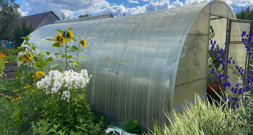 Выливаю в теплицу аптечную настойку — и паутинный клещ бежит, сверкая пятками: листья зеленеют на глазах