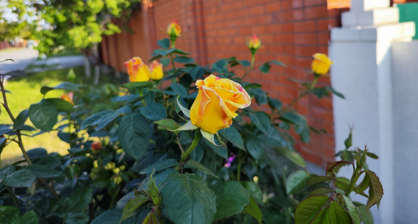 Каждый год шокирую соседей: выливаю под розы кухонный настой в сентябре и кусты зимуют без укрытия