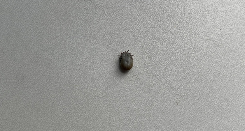 С начала года в Коми от укусов клещей пострадали 4693 человека