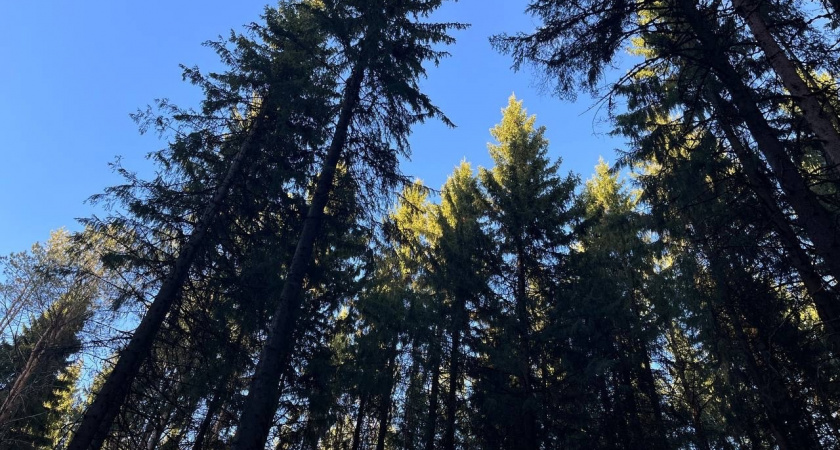 В августе общественники нашли живыми 22 жителей Коми