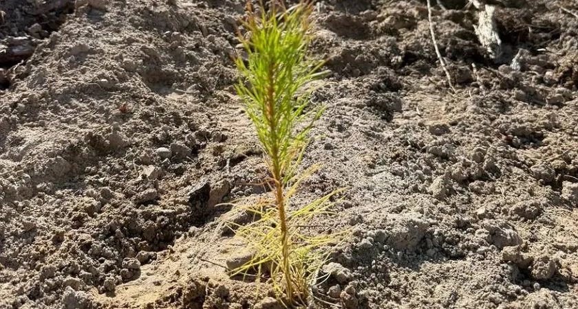 В Коми высадили 15 тысяч сосен в рамках всероссийской акции “Сохраним лес”
