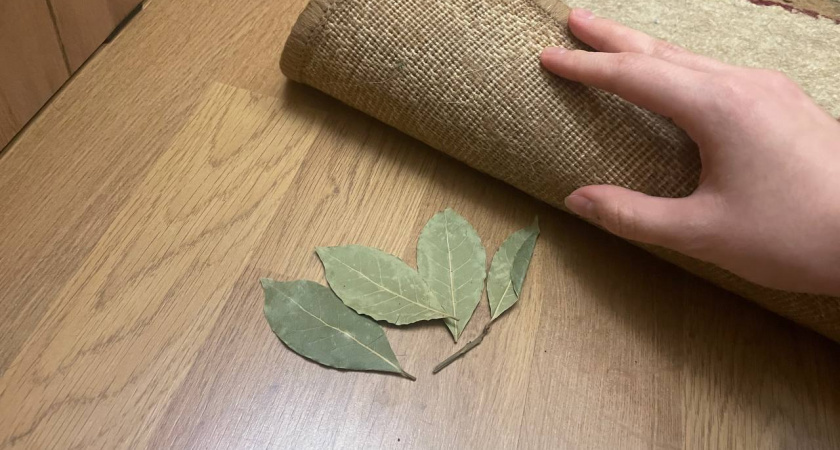 Ушлые хозяйки кладут под ковер лаврушку: так избавляются от надоевших проблем — нужно только 4 листочка