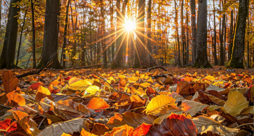 Бабье лето будет бархатным: синоптики рассказали, когда к россиянам придут теплые дни