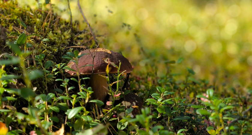Невероятный гриб со вкусом лобстера: за ним охотятся только искушенные гурманы