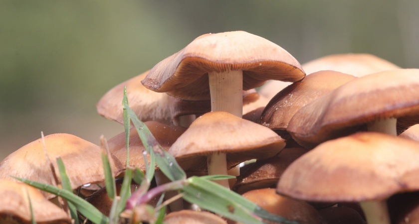 Этот  трубчатый гриб настоящий кулинарный террорист. Один кусочек — и ваше блюдо отправится в мусорку