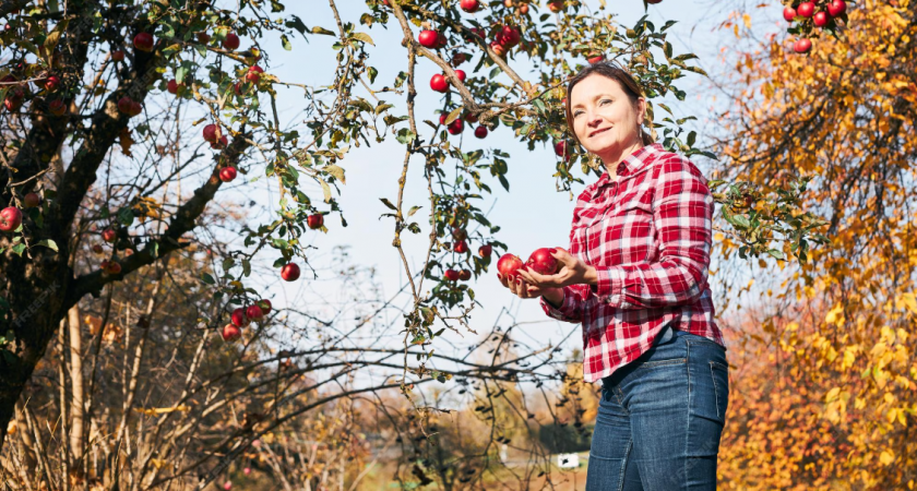 Обрезка яблони осенью: избавляемся от веток, чтобы получить рекордный урожай — по лунному календарю и климату региона