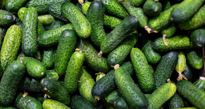 Жаль, что раньше не знал, как правильно сохранить огурцы свежими 5-6 месяцев до Нового Года без консервации