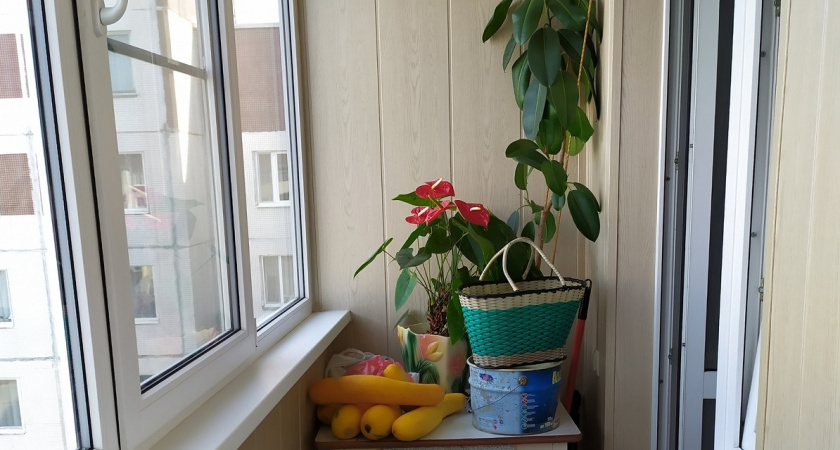 Этот секрет избавит от мошек в квартире за 1 час: простой трюк, который навсегда спас меня от этой напасти