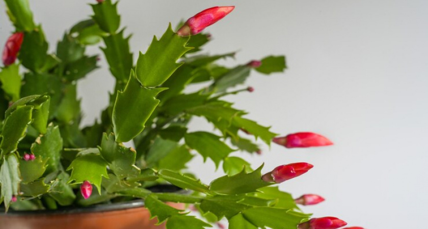 1 ложка на 1 л. воды — и декабрист цветет круглый год: шлюмбергера стреляет пышными бутонами