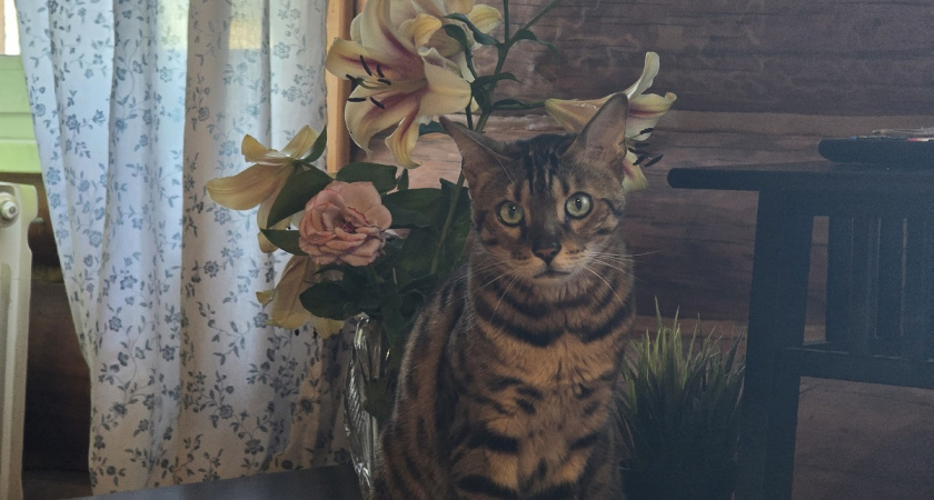 Укрываю лилии по бабушкиному методу: простой трюк спасет луковицы даже в -40