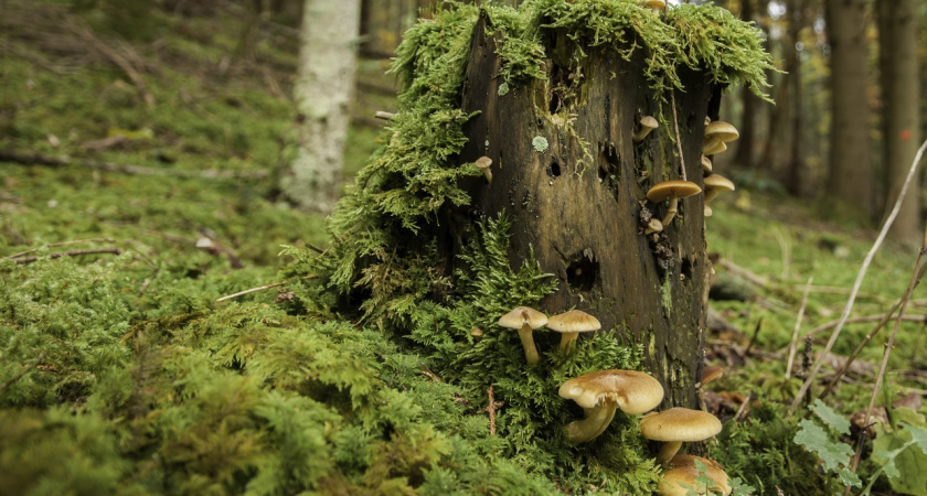 Работает всегда: правило поиска грибных мест, которое изменит вашу «тихую охоту» навсегда