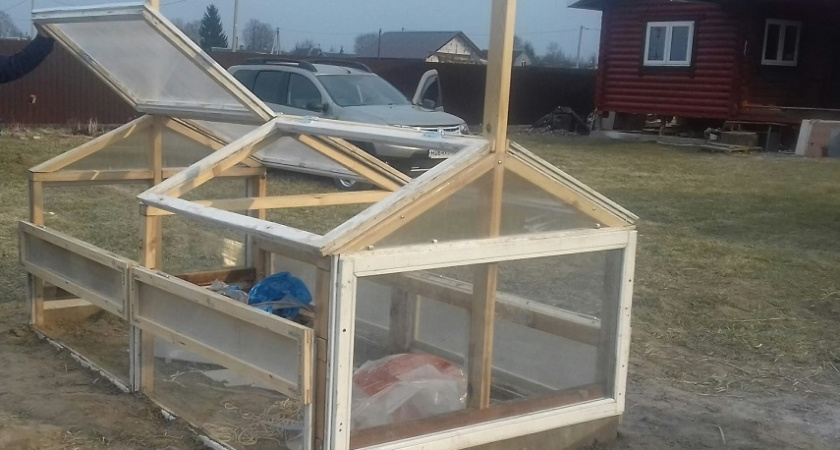 Урожай собираю ведрами, секрет в простом трюке: делаю в теплице эту процедуру осенью и горя не знаю