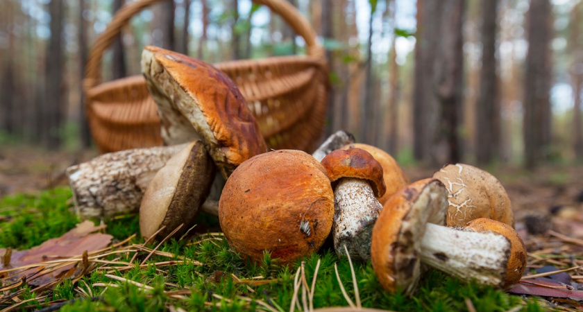 Тот самый рецепт: как диетолог маринует боровики, чтобы есть их без вреда для фигуры и желудка