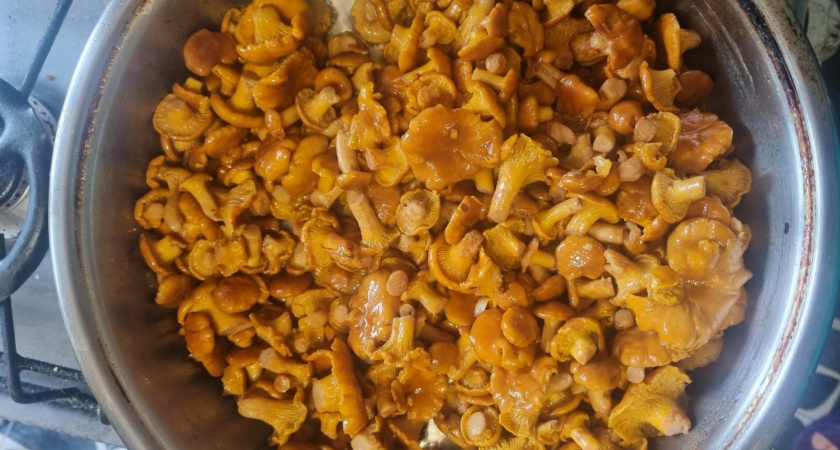 Запасаемся на зиму: куда смотреть в лесу, чтобы найти самые вкусные сентябрьские грибы