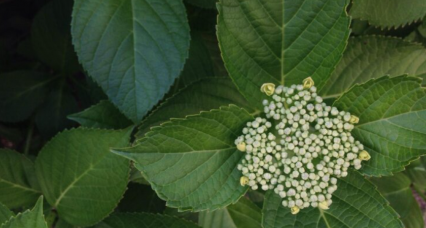 От сныти легко избавиться, если знать, где Ахиллесова пята: как навсегда уничтожить «бессмертный» сорняк