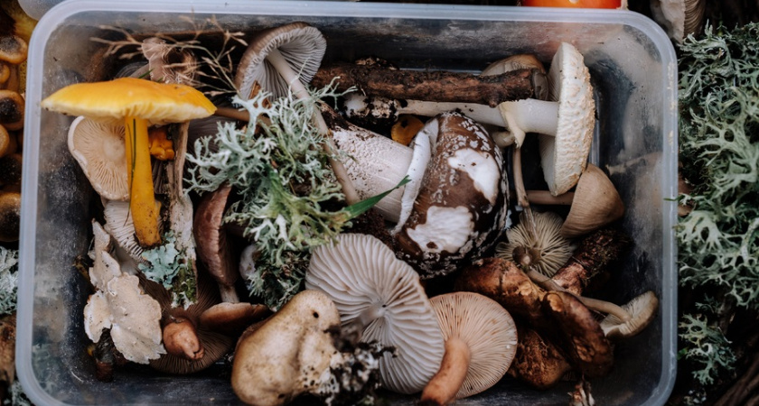 Эти грибы не для супа: испортят даже самый ароматный бульон