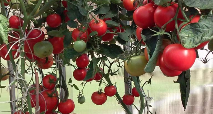 Достала из аптечки и побрызгала на листья: от фитофторы не осталось и следа — помидоры дошли