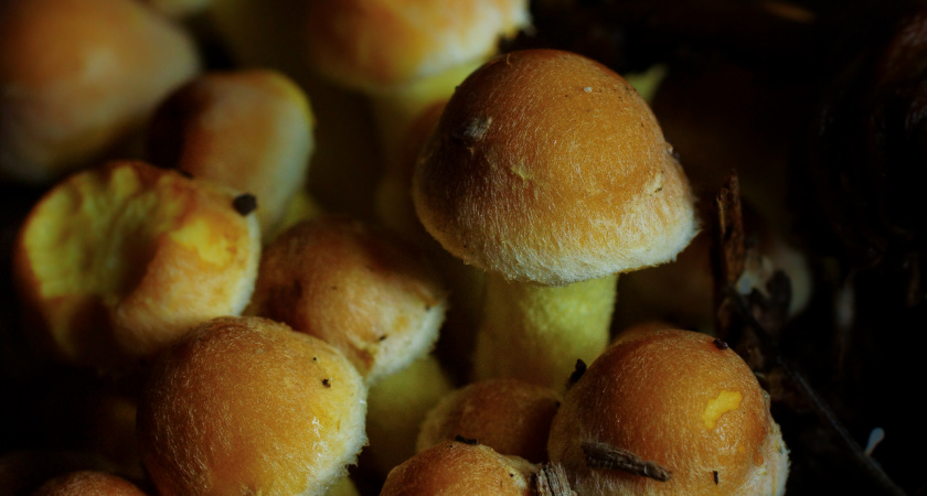 Во французских ресторанах за него платят бешеные деньги, а он растет у нас в лесу - самый недооцененный гриб в лесу