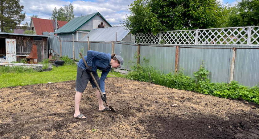 Осенью вместо горчицы сею этот мощный сидерат - проволочника и фитофтору счищает вмиг: после картошки и томатов идеально