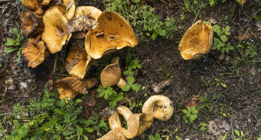 Тревога в лесу: странные рыжики заполонили поляны, что происходит и стоит ли их класть в корзину