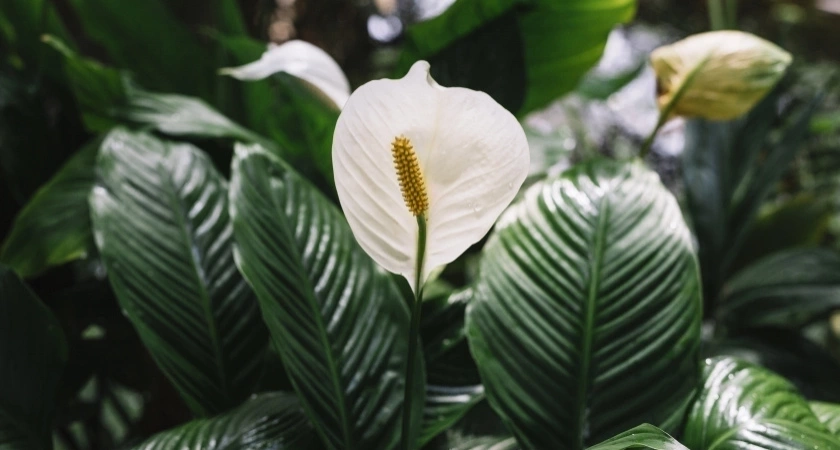 Спатифиллум прет "белыми парусами" во все стороны: 3 гр. на 1  л. воды – и "женское счастье" расцветает как весной