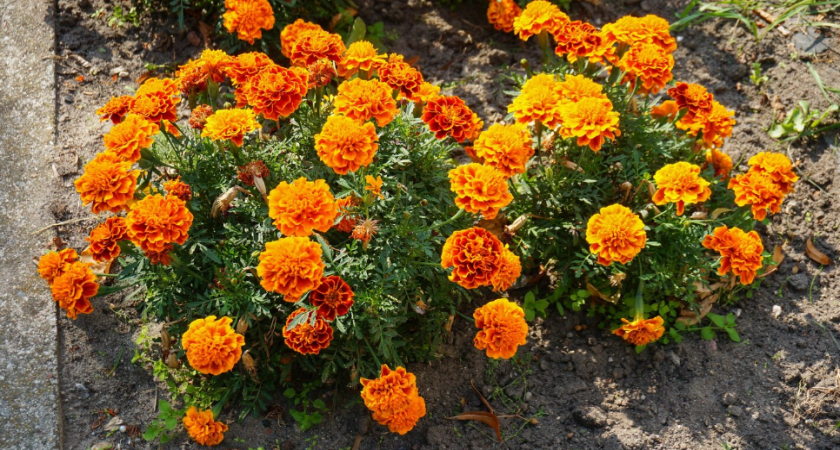 Сеем бархатцы под зиму в приствольные круги по этой схеме — и красота с защитой сада в одном флаконе