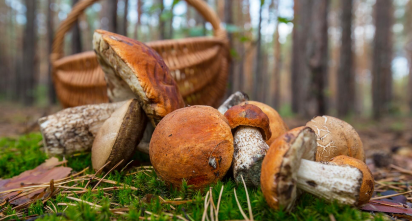 Трофеи продвинутых грибников: что собирать в лесу кроме боровиков и подберёзовиков 
