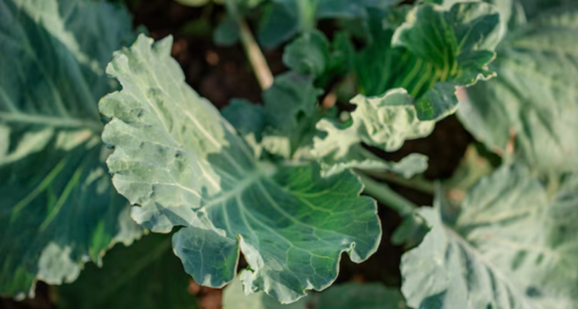 Надежный защитник почвы: 3 рецепта из листьев хрена для сада — спасет урожай