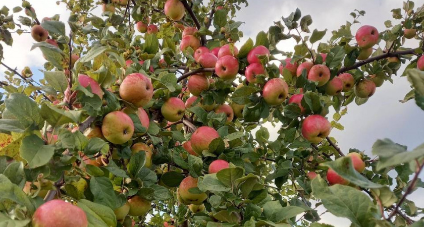 Осенняя обрезка яблони: на что смотреть, чтобы не обрезать самые плодовитые ветки на дереве