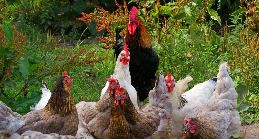 Осенью подсыпала курицам в корм — зимой они завалили курятник яйцами: помог совет фермера