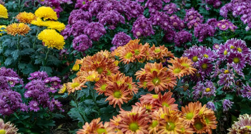 Эти цветы я в жизни больше не посажу возле дома - и никому не советую