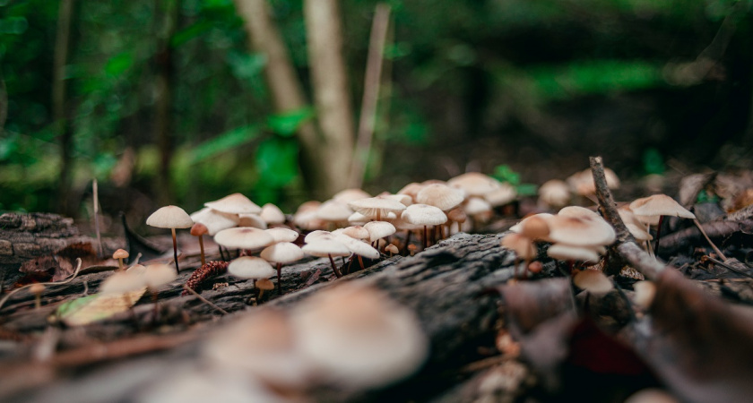 Три правила, которые знают только свои: как я собираю грибы, когда другие уходят с пустыми корзинами