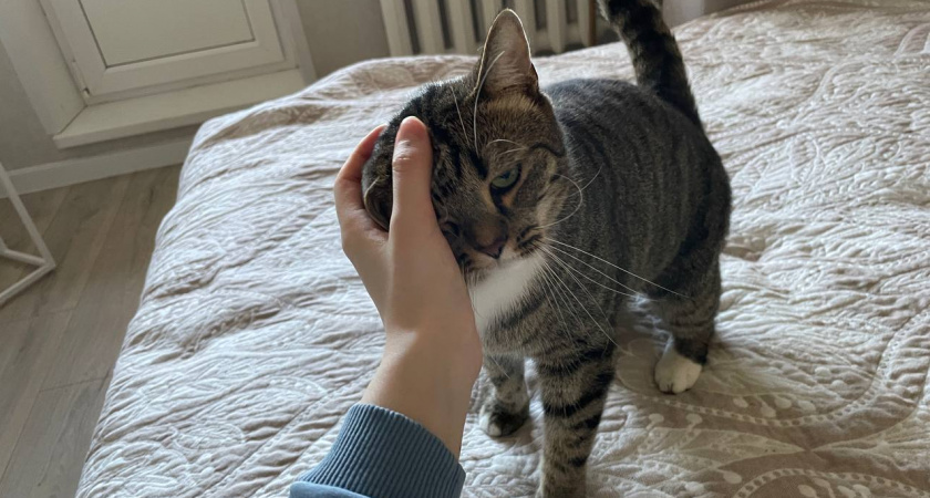 Учёные раскрыли секрет: каких людей на самом деле любят кошки - и дело не в еде