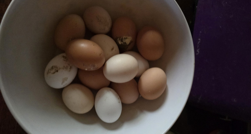 Пить или не пить: врачи дали окончательный вердикт по сырым яйцам -результат удивит поклонников ЗОЖ